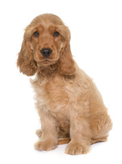 puppy cocker spaniel