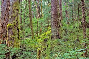 Old growth trees in northern temperate Rainforest, Canada