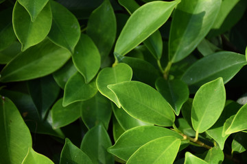 Green bush leaf background. Natural texture.