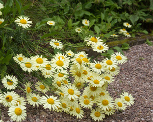 Summer daisies in bloom on the garden path.
