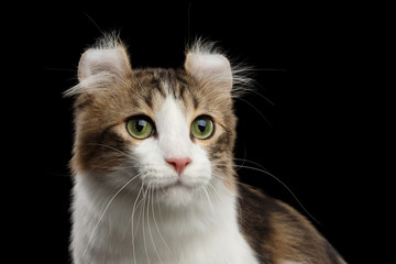 Closeup Portrait of Green Eyed American Curl Cat Breed with twisted Ears, on Black Isolated...
