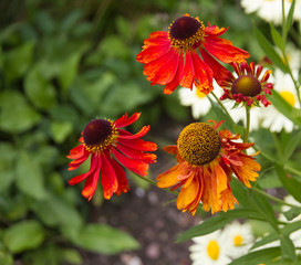 Autumn colours in the English cottage garden.