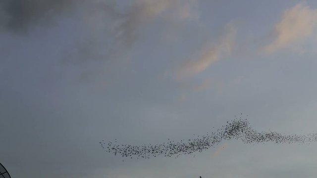 Bats flying