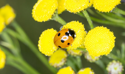 Naklejka premium Ladybug on Yellow Flower