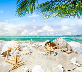 Glück, Freude, Reisen, Urlaub, Auszeit: Traumurlaub an einem einsamen Strand in der Karibik mit Meer, Himmel, Palmen, Sand, Muscheln und Seesterne :)