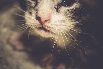 Lovely Little Kitten Retro