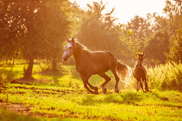 Horse and foal runs gallop in sunset rays
