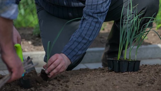 A young man is kneeling down and he is planting an onion seedling on a new garden bed. Close-up shot.
