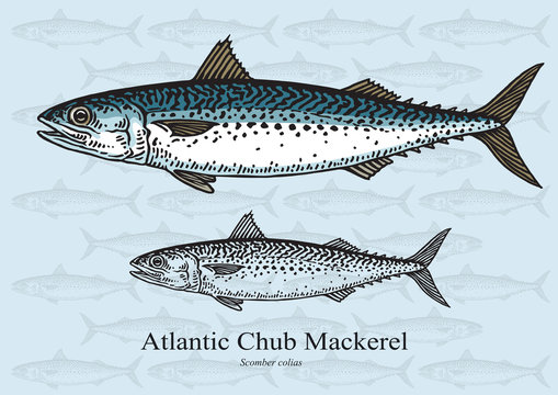 Atlantic Chub Mackerel Fish