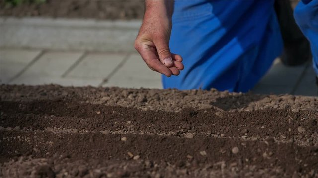 A man is putting some vegetable seeds into a soil. He is kneeling down in a garden. Close-up shot.
