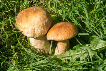 Porcini Mushrooms in Grass