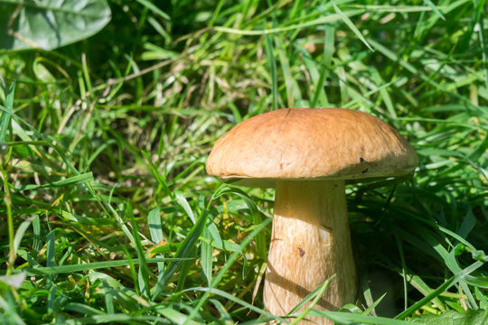 Porcini Mushrooms in Grass