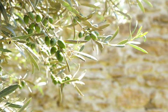 Olive branch with green olives on the background of stones wall