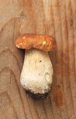 Boletus edulis. Boletus edulis is edible mushroom