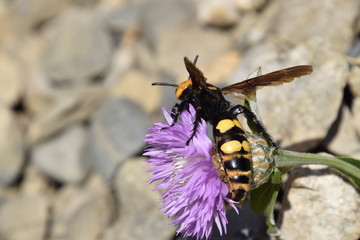Megascolia maculata. The mammoth wasp.