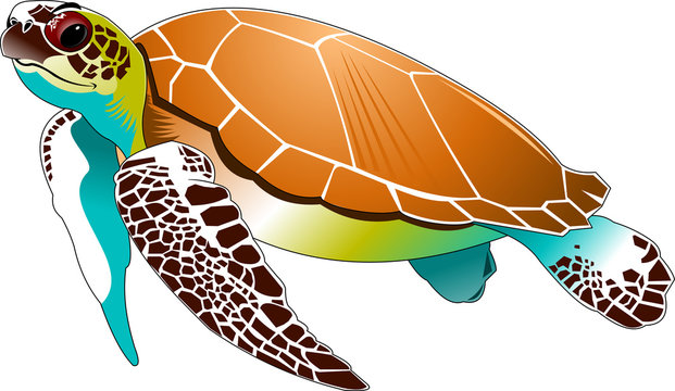 Cartoon Sea Turtle Images – Browse 23,594 Stock Photos, Vectors, and Video  | Adobe Stock