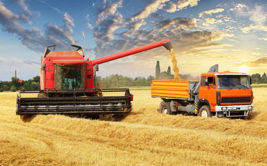 Overloading the grain from the combine into a car in the field