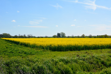 Rapeseed (brassica napus) crop growing in field in English count