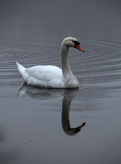 Swan in lake