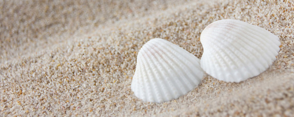 Zwei Muscheln im Sand