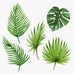 Naklejka premium Akwarela tropikalnych liści palmowych. Ilustracji wektorowych.
