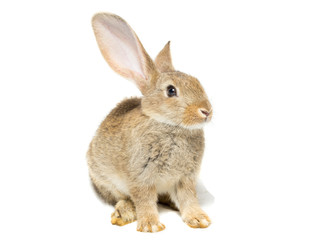 rabbit on a white background