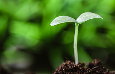 Young sprout in springtime,Closeup.