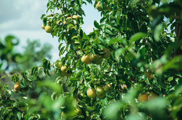 Ripe pears on a branch