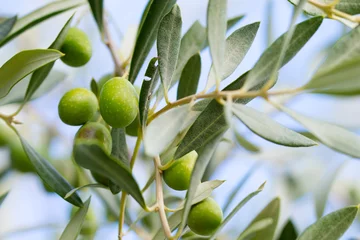 Printed roller blinds Olive tree olive tree