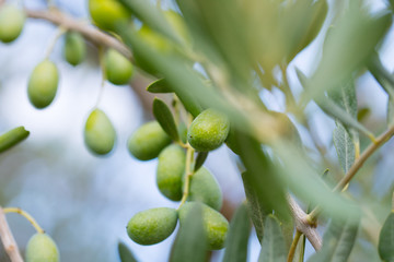olive tree