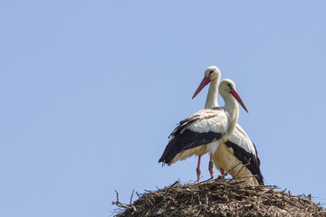 Zwei Weißstörche sitzen auf dem Nest