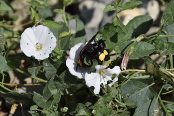 Megascolia maculata. The mammoth wasp.
