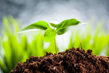 New life. Young sprout in springtime,Closeup.