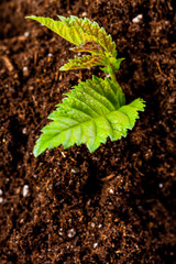 green sprouts have sprouted in the ground
