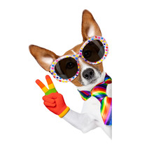 gay pride dog