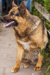 good guard dog, a German shepherd