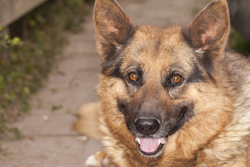 Portrait of a German shepherd