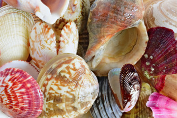 shell