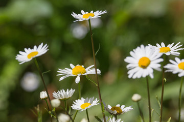 Magerwiesen-Margeriten (Leucanthemum vulgare) 