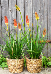 Kniphofia or Red Hot Poker Pants.