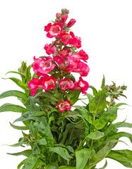 Closeup of the blossoms of red bearthtounges.