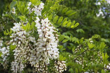 White acacia flower