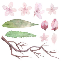 Set of flowers, leaves and branches