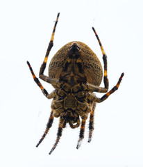 spider
