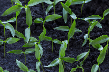 the green sprout