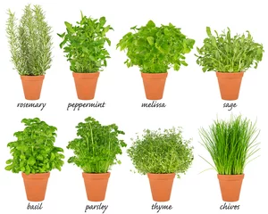 Papier Peint photo Herbes ensemble de collection d& 39 herbes en pots / ensemble d& 39 herbes de cuisine plantes aromatiques en pot