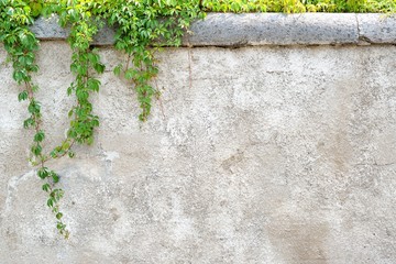 Climbing leaves on grey wall background