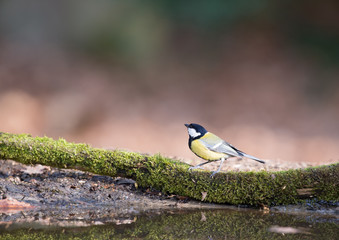 Great tit