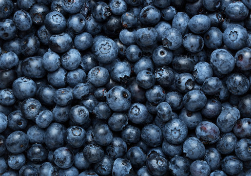 Freshly picked blueberries background, texture with copy space