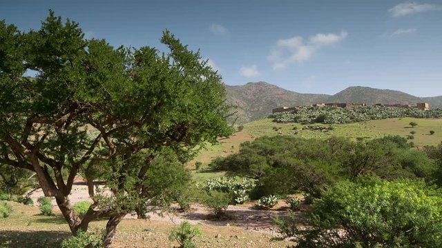 beautiful argan tree in morocco